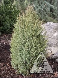 Attēlu rezultāti vaicājumam “Juniperus communis leaf”