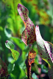 Attēlu rezultāti vaicājumam “Rumex hydrolapathum fruit”
