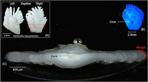 Image result for Reinhardtius hippoglossoides