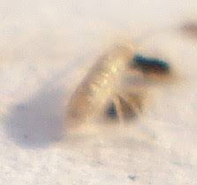 Attēlu rezultāti vaicājumam “Heteromurus nitidus”