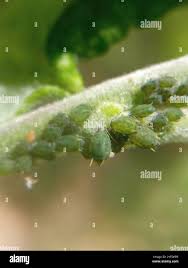 Attēlu rezultāti vaicājumam “Aphis farinosa”