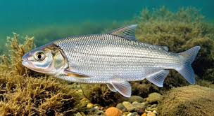 Image result for Coregonus lavaretus