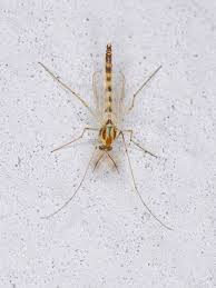 Attēlu rezultāti vaicājumam “Chironomidae”