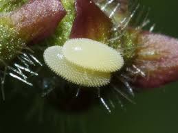 Attēlu rezultāti vaicājumam “Syrphus sp. larva”