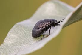 Attēlu rezultāti vaicājumam “Galeruca tanaceti”