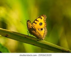 Image result for Papilionoidea