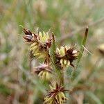 Attēlu rezultāti vaicājumam “Luzula campestris fruit”