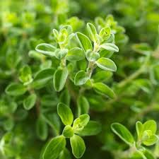 Image result for Oregano