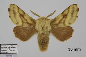 Attēlu rezultāti vaicājumam “Malacosoma castrensis”