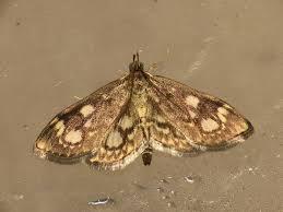 Attēlu rezultāti vaicājumam “Anania coronata”