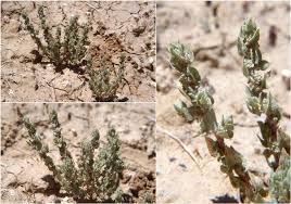 Attēlu rezultāti vaicājumam “Atriplex calotheca”