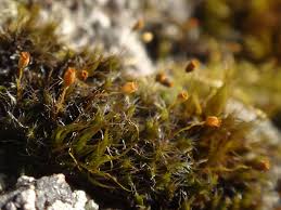 Attēlu rezultāti vaicājumam “Grimmia muehlenbeckii sporophyte”