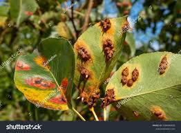 Attēlu rezultāti vaicājumam “Gymnosporangium sp.”