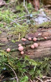 Attēlu rezultāti vaicājumam “Lycogala epidendrum s.str. young”