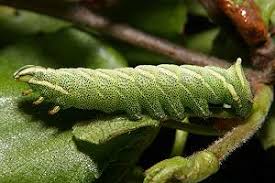 Attēlu rezultāti vaicājumam “Endromidae”