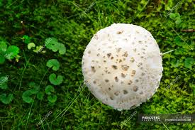Attēlu rezultāti vaicājumam “Amanita strobiliformis”
