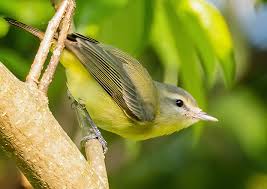 Image result for Vireo philadelphicus