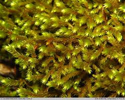 Attēlu rezultāti vaicājumam “Antitrichia curtipendula”