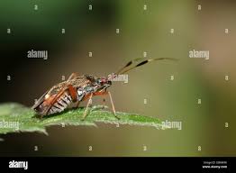 Attēlu rezultāti vaicājumam “Closterotomus biclavatus nymph”