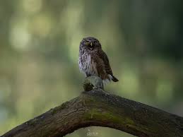 Attēlu rezultāti vaicājumam “Glaucidium passerinum”