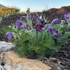 Image result for Pulsatilla