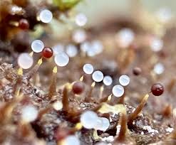 Attēlu rezultāti vaicājumam “Clastoderma debaryanum spores”