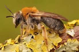 Attēlu rezultāti vaicājumam “Andrena haemorrhoa female”