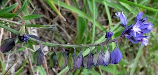Attēlu rezultāti vaicājumam “Polygala vulgaris flower”