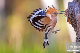 Attēlu rezultāti vaicājumam “Upupa epops adult”