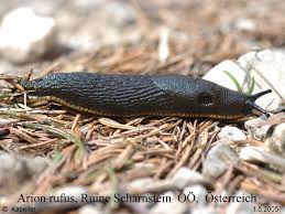 Attēlu rezultāti vaicājumam “Arion rufus”