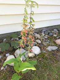 Attēlu rezultāti vaicājumam “Epipactis helleborine fruit”