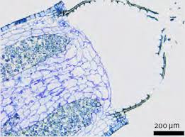 Attēlu rezultāti vaicājumam “Dicranum scoparium sporophyte”