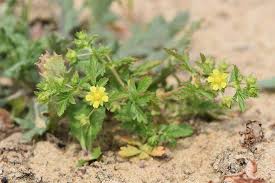 Attēlu rezultāti vaicājumam “Potentilla supina flower”
