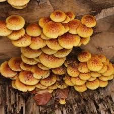 Attēlu rezultāti vaicājumam “Cordyceps farinosa”