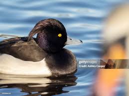 Attēlu rezultāti vaicājumam “Aythya fuligula male”