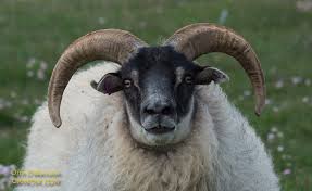 Attēlu rezultāti vaicājumam “Ovis aries”