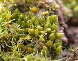 Attēlu rezultāti vaicājumam “Acaulon muticum sporophyte”