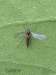 Attēlu rezultāti vaicājumam “Sciaridae”
