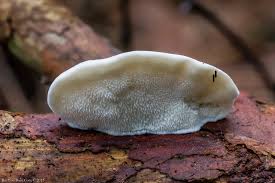 Attēlu rezultāti vaicājumam “Postia stiptica”