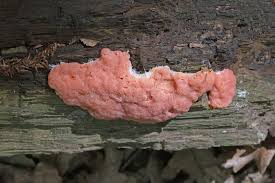 Attēlu rezultāti vaicājumam “Dictydiaethalium plumbeum”