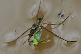 Attēlu rezultāti vaicājumam “Gerridae imago”