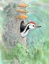 Attēlu rezultāti vaicājumam “Dendrocopos medius nest”