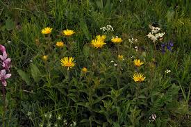Image result for Inula hirta