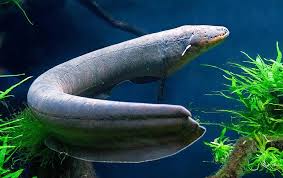 Image result for электрический