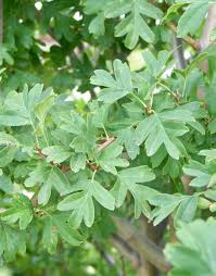 Attēlu rezultāti vaicājumam “Crataegus laevigata leaf”
