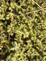 Attēlu rezultāti vaicājumam “Racomitrium canescens sporophyte”