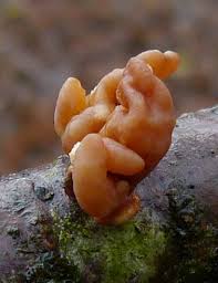 Attēlu rezultāti vaicājumam “Macrotyphula fistulosa var. contorta”