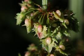 Attēlu rezultāti vaicājumam “Rumex obtusifolius flower”