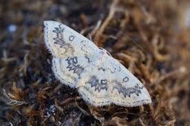 Attēlu rezultāti vaicājumam “Cyclophora pendularia”