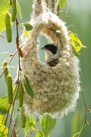 Attēlu rezultāti vaicājumam “Remiz pendulinus nest”